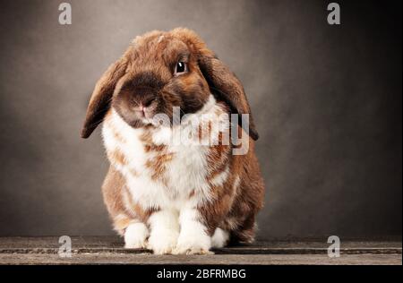 Lop-eared rabbit on grey background Stock Photo