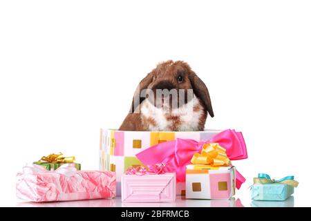 Lop-eared rabbit in a gift box with pink bow isolated on white Stock Photo