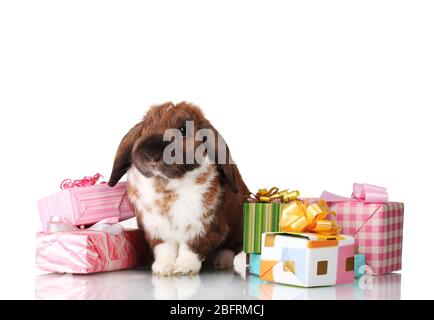 Lop-eared rabbit with gift boxes isolated on white Stock Photo