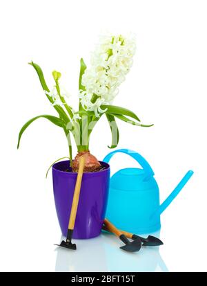 beautiful white hyacinth in purple flowerpot, watering can and garden tools isolated on white Stock Photo