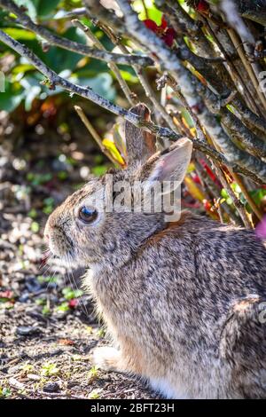 Native rabbit sitting in a garden resting under a bush, spring wildlife Stock Photo