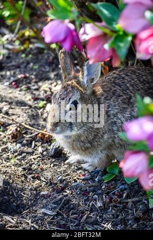 Native rabbit sitting in a garden resting under a bush, spring wildlife Stock Photo