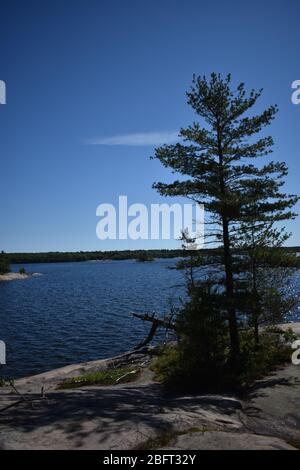 Lone Tree, Killbear Provincial Park, Ontario, Canada Stock Photo