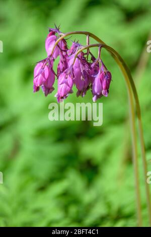 Wild Bleeding Heart with pink flowers blooming in the woodland Stock Photo