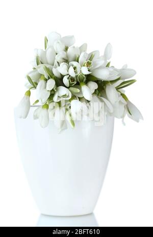beautiful bouquet of snowdrops in vase isolated on white Stock Photo