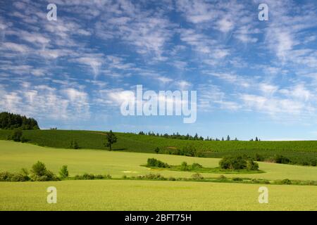 Altocumulus Jellyfish clouds over the lush pastoral farmland of Marion County, in Oregon's Willamette Valley Stock Photo