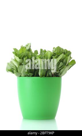 Fresh mint in flowerpot isolated on white Stock Photo