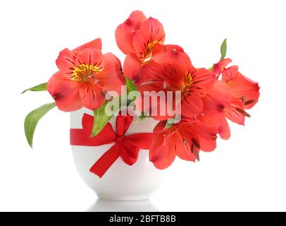 alstroemeria red flowers in vase isolated on white Stock Photo