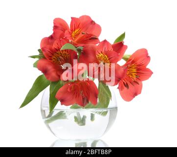 alstroemeria red flowers in vase isolated on white Stock Photo