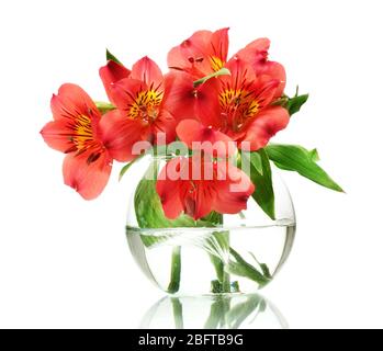 alstroemeria red flowers in vase isolated on white Stock Photo