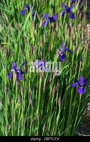 Japanese Iris (Iris laevigata), Isehara City, Kanagawa Prefrecture, Japan Stock Photo