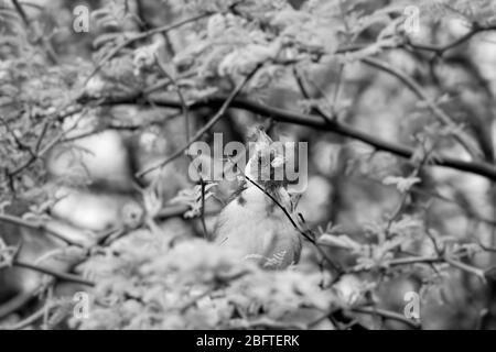 Red-crested Cardinal in black and white Stock Photo