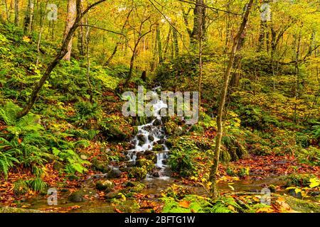 Natural stream flow down from the mountain passing rocks covered with colorful falling leaves at Oirase Gorge in Towada Hachmantai National Park, Aomo Stock Photo