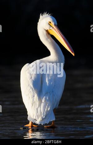 American White Pelican (Pelecanus erythrorhynchos), White Rock Lake, Dallas, Texas Stock Photo