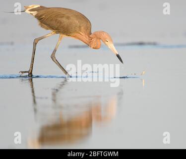 Reddish Egret (Egretta rufescens) Fishing, Texas Gulf Coast Stock Photo