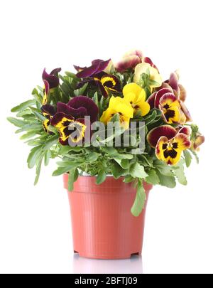 beautiful violet pansies in flowerpot isolated on a white Stock Photo