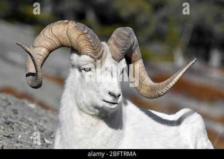 Dall sheep (Ovis dalli), mountain ram, portrait, Kluane National Park, Yukon Territory, Canada Stock Photo
