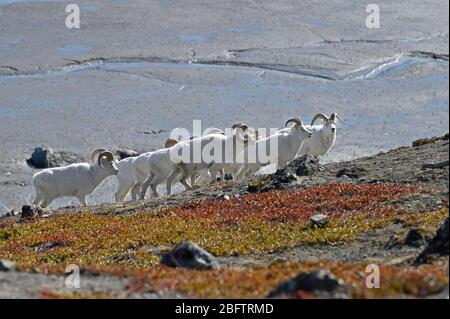 Flock Dall sheep (Ovis dalli), mountain rams, portrait, Kluane National Park, Yukon Territory, Canada Stock Photo