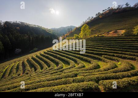 Beosong County, South Korea - 18 APRIL 2020: Boseong County is home to the highest producing tea fields in Korea, renowed for the quality of the green Stock Photo