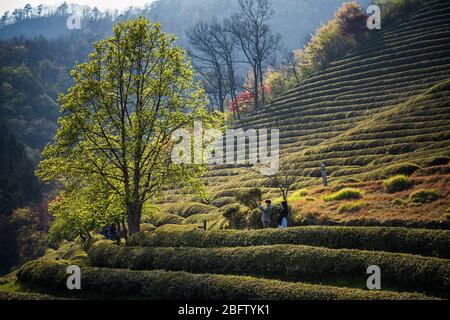 Beosong County, South Korea - 18 APRIL 2020: Boseong County is home to the highest producing tea fields in Korea, renowed for the quality of the green Stock Photo