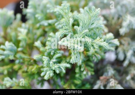 Juniperus squamata ,blue star or pine tree Stock Photo