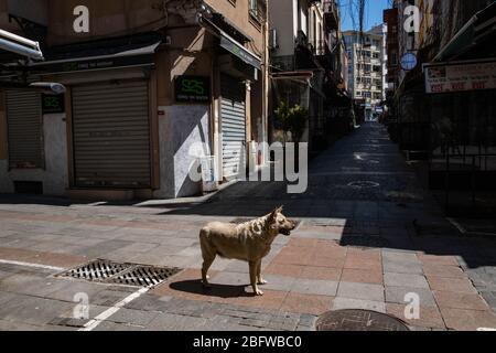 Beijing, China. 20th Apr, 2020. A dog is seen on an empty road amid the COVID-19 pandemic in Istanbul, Turkey, April 18, 2020. Turkey's COVID-19 cases on Saturday surged to 82,329 after 3,783 new cases were confirmed, becoming the hardest-hit country of the novel coronavirus in the Middle East. Credit: Xinhua/Alamy Live News Stock Photo