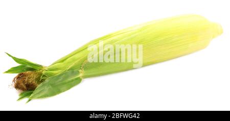 fresh corn isolated on white Stock Photo
