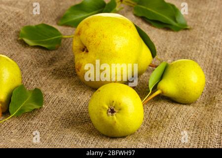 Juicy flavorful pears on sackcloth Stock Photo