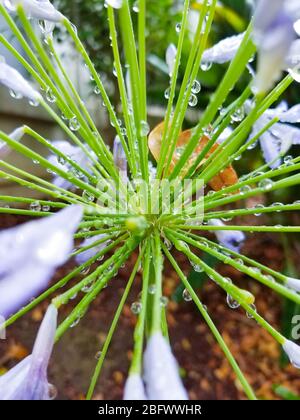 Dew water drops on the stems of a midnight blue lily of the nile flower Stock Photo