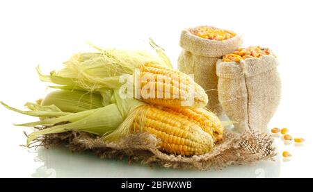 fresh corn and bags with dry corn, isolated on white Stock Photo