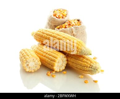fresh corn and bags with dry corn, isolated on white Stock Photo