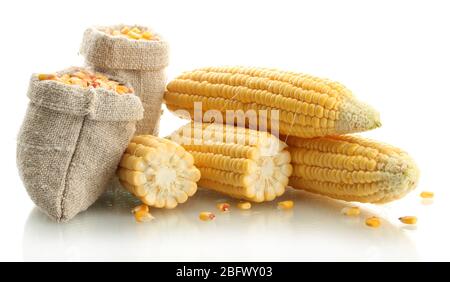 fresh corn and bags with dry corn, isolated on white Stock Photo