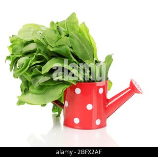 Fresh sorrel in red watering pot isolated on white Stock Photo