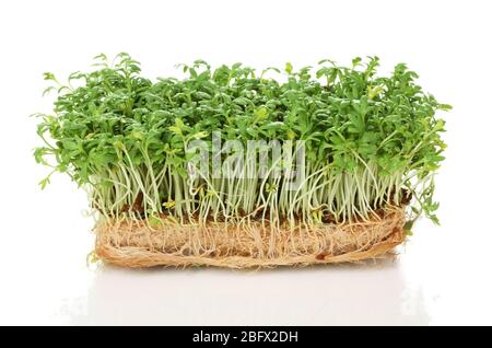 Fresh cress salad isolated on white Stock Photo