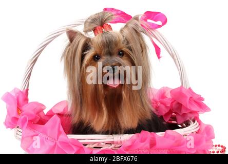 Yorkshire Terrier Standing With Pink Bow On Head Stock Photo Alamy