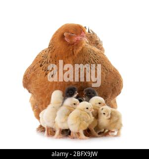 brahma chicken and chicks in a studio Stock Photo