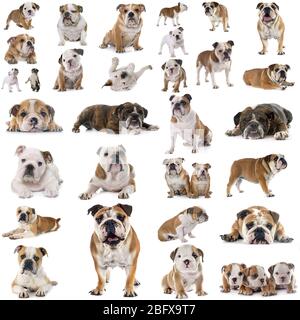 Pictures of different hot sale types of bulldogs