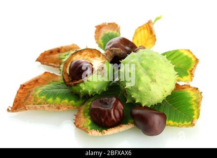 Chestnuts with autumn dried leaves, isolated on white Stock Photo