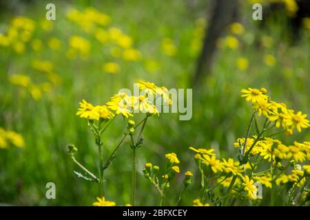 Field of beautiful Dahlberg daisy, meadow with wild flowers and green grass. Yellow blurred bokeh background, seasonal flora Stock Photo