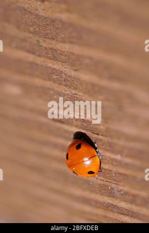 closeup of an orange ladybug on brown wood Stock Photo
