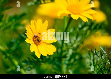an insect on a yellow corn marigold flower with blurred background. Stock Photo