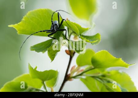 A capricorn beetle (Cerambyx scopolii, Cerambycidae) sitting on a lime tree (Vienna, Austria) Stock Photo