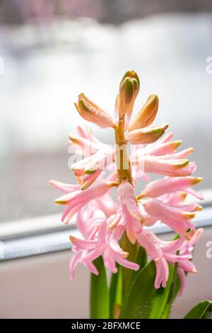 Hyacinth Pink Surprise Dutch Hyacinth . Spring flowers. The perfume of blooming hyacinths is a symbol of early spring. Fresh early spring purple and Stock Photo