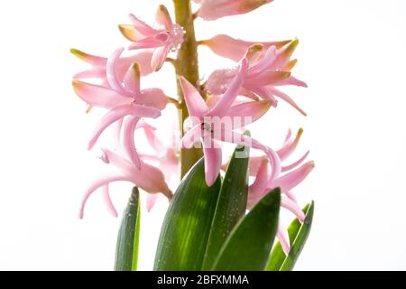 Hyacinth Pink Surprise Dutch Hyacinth . Spring flowers. The perfume of blooming hyacinths is a symbol of early spring. Fresh early spring purple and Stock Photo