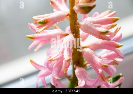 Hyacinth Pink Surprise Dutch Hyacinth . Spring flowers. The perfume of blooming hyacinths is a symbol of early spring. Fresh early spring purple and Stock Photo