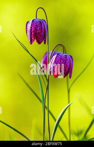 Two purple snake's head, chess flowers (Fritillaria meleagris) blooming Stock Photo