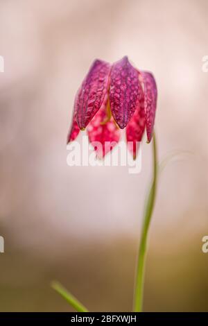 A purple snake's head, chess flower (Fritillaria meleagris) blooming Stock Photo