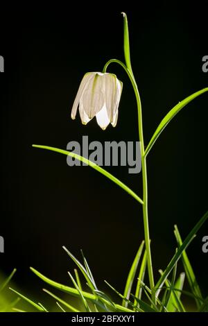 A white snake's head, chess flower (Fritillaria meleagris) blooming Stock Photo