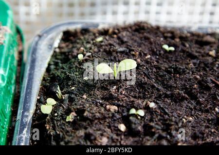 young basil herb plants sprouting in spring in home made container reusing food packaging Newtownabbey Northern Ireland UK Stock Photo