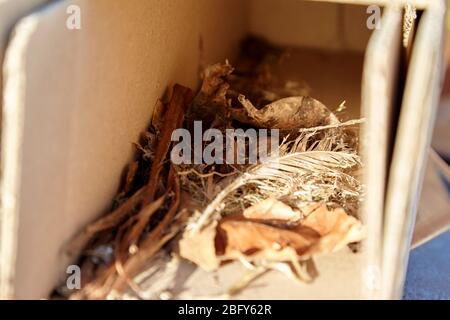 small nest made by a robin bird in a cardboard box in the uk Stock Photo